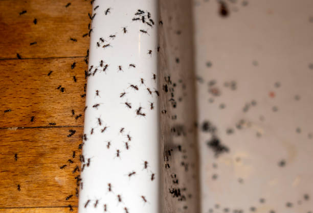 Spider Control Near Me in Muskegon, MI